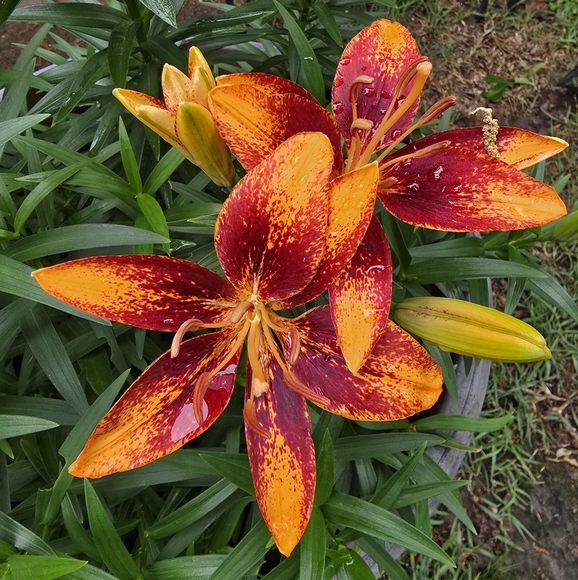 lisac72106